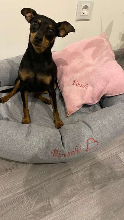 Wo sind die Zwergpinscher?-Beitrag-Bild