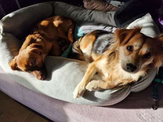 Hundetreffen-Spielrunde für Alle!-Bild