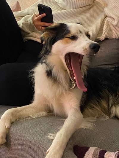 Fotochallenge Nr. 59 - Mein Hund zeigt die Zunge-Beitrag-Bild