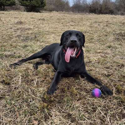 Hundetreffen-Playdate, Begegnungstraining-Bild