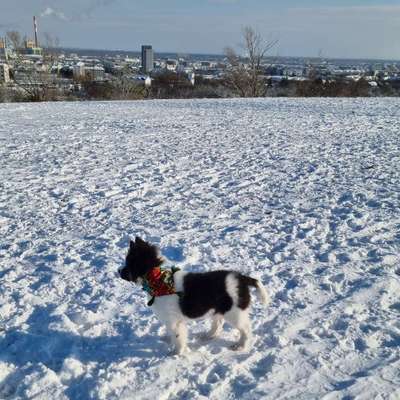 Hundetreffen-Welpentreffen Löwygrube-Bild