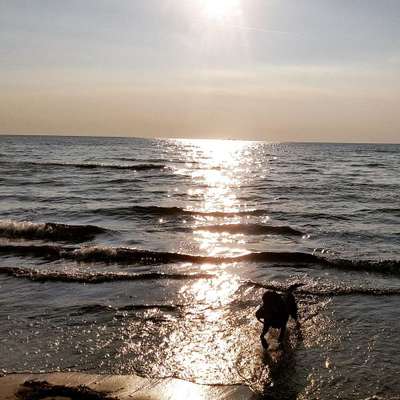 Dein Hund im Dogorama-Kalender 2021-Beitrag-Bild