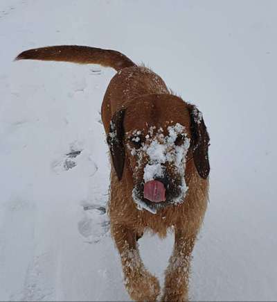 Dein Hund im Dogorama-Kalender 2021-Beitrag-Bild