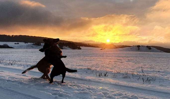 Dein Hund im Dogorama-Kalender 2021-Beitrag-Bild