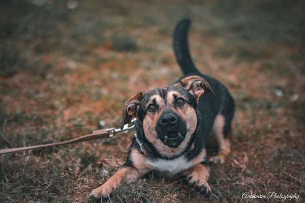 Wie heißt dein Hund?-Beitrag-Bild