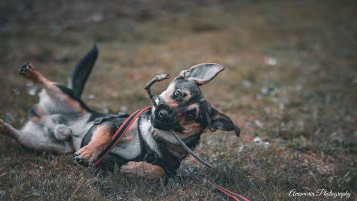 23. Collagen-Challenge: Portraits-Beitrag-Bild