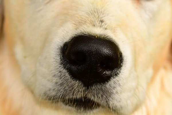 Zeigt her eure Hundenasen-Beitrag-Bild