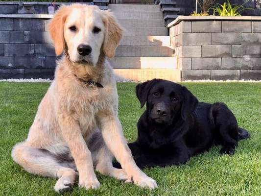 Bester Freund, Hundekumpel - zeigt her!-Beitrag-Bild