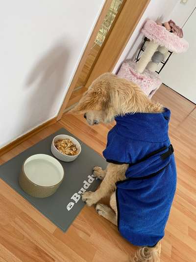 Fotochallenge 31 - Das perfekte Hundedinner-Beitrag-Bild