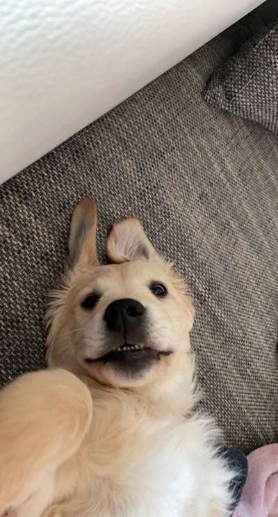 Hier ist der Spaßthread. Zum Schmunzeln und Kaputtlachen-Beitrag-Bild