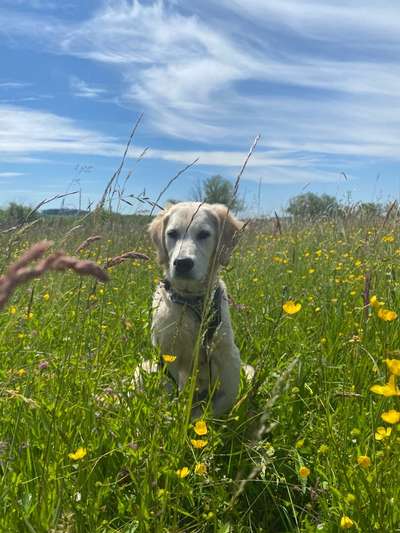 Die Dogorama Monats Challenge "Es grünt und blüht"-Beitrag-Bild