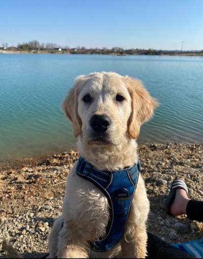 Dogorama-Monats-Challenge-Mai "Wasser"-Beitrag-Bild