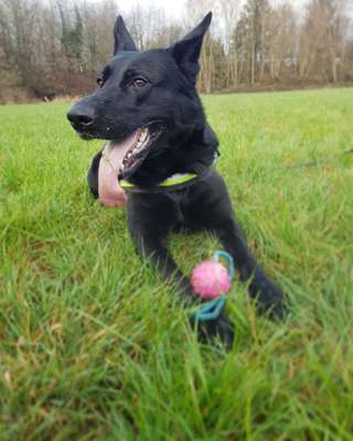 Schäferhund-Fans?-Beitrag-Bild