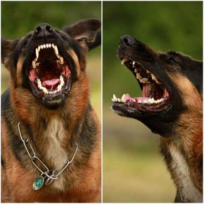 Hobby's mit Hund-Beitrag-Bild