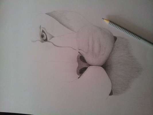 Hunde in Öl-Beitrag-Bild