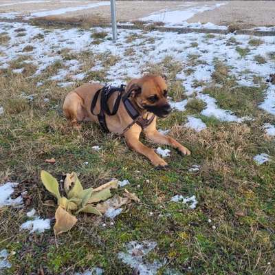 Hundetreffen-Gemeinsames Training-Bild