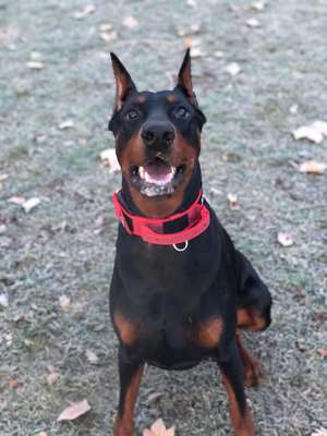 Hundetreffen-Doberman Hunde-Bild