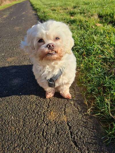 juckreiz beim Hund-Beitrag-Bild