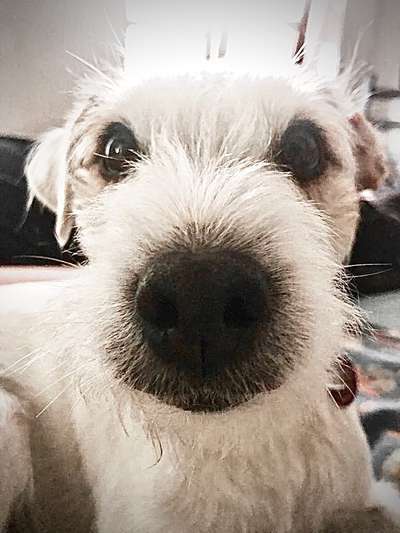 42. Handy Fotochallenge - Den richtigen Riecher haben-Beitrag-Bild