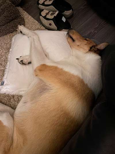 Collies gesucht-Beitrag-Bild