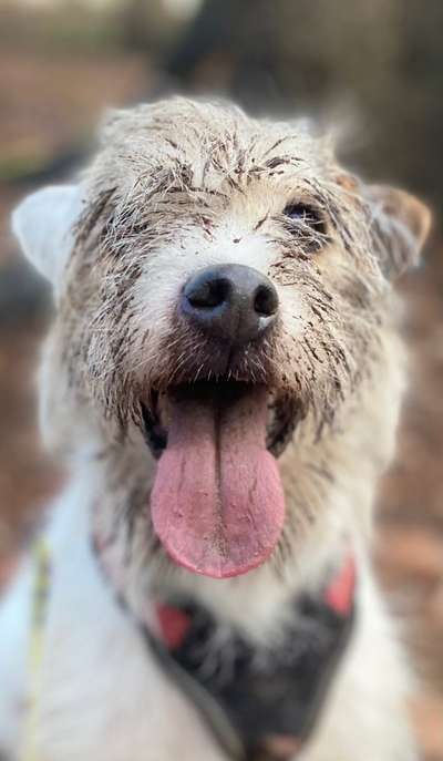 Dogorama Photo Challenge - Portrait-Beitrag-Bild