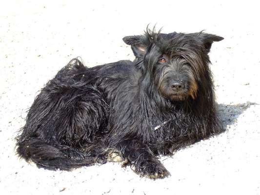 Collies gesucht-Beitrag-Bild