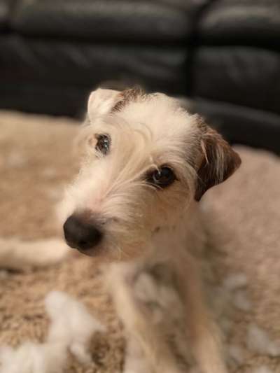 Parson Russell Terrier-Beitrag-Bild