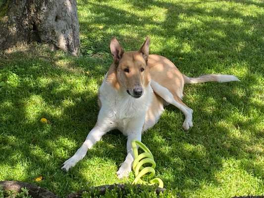 Collies gesucht-Beitrag-Bild