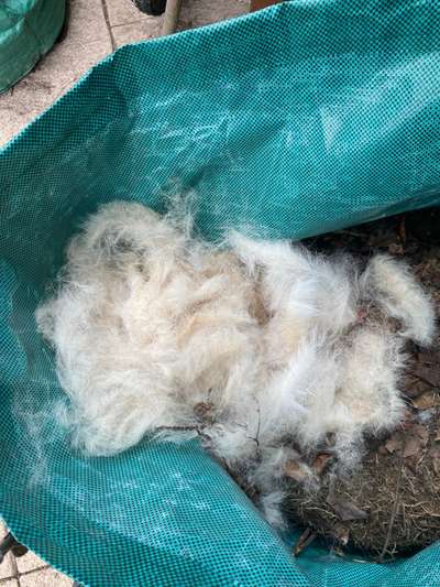 Collies gesucht-Beitrag-Bild