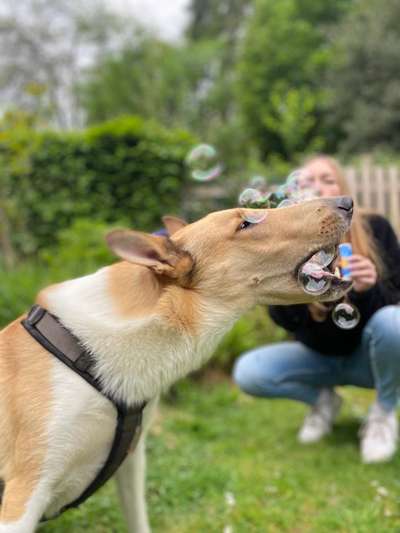 Collies gesucht-Beitrag-Bild