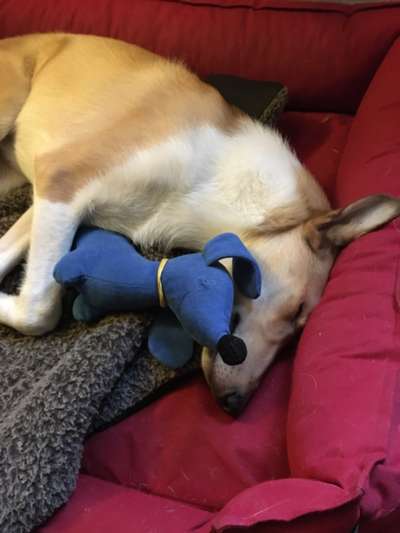 Collies gesucht-Beitrag-Bild