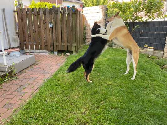 Collies gesucht-Beitrag-Bild