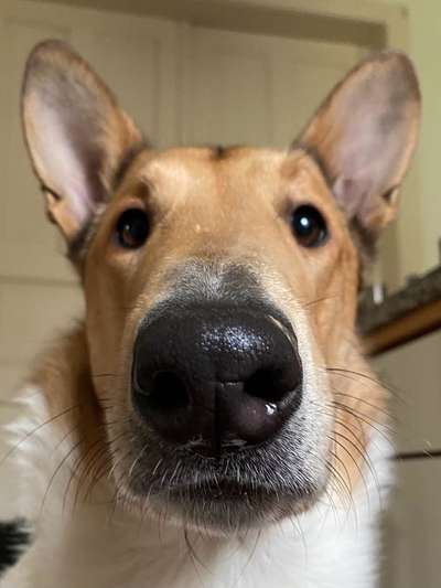 Collies gesucht-Beitrag-Bild