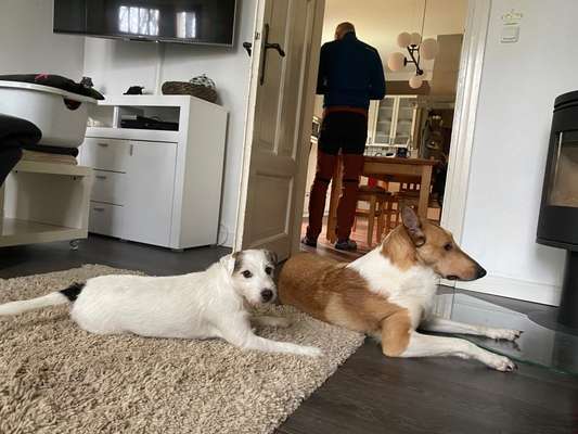 Kurzhaarcollies (und Mixe)-Beitrag-Bild