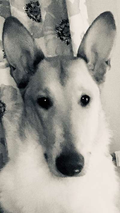 Collies -wo seid ihr?-Beitrag-Bild