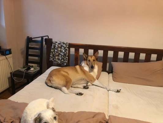 Collies gesucht-Beitrag-Bild