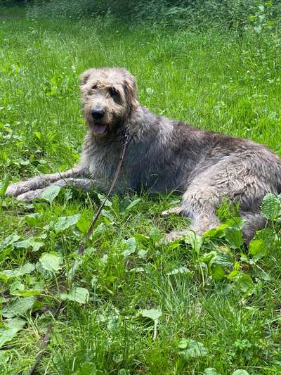 Windhunde - Treffen der besonderen Schönheiten
HERZLICH WILLKOMMEN-Beitrag-Bild