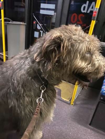 Windhunde - Treffen der besonderen Schönheiten
HERZLICH WILLKOMMEN-Beitrag-Bild