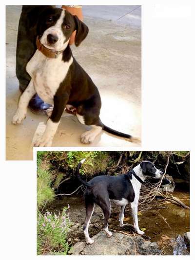 Hund aus dem Spanischen Tierschutz-Beitrag-Bild