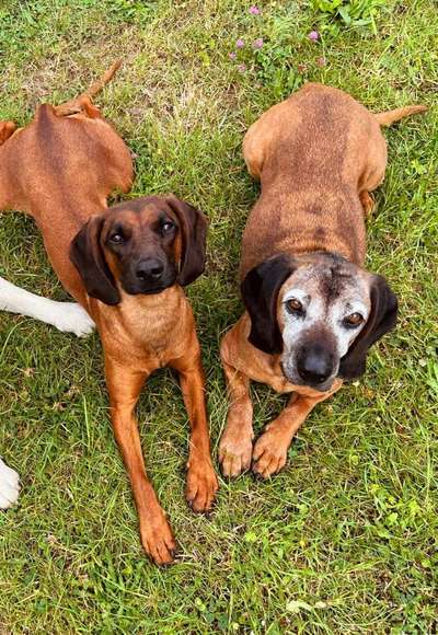 Hundetreffen-Suche Hundetreff in Dresden Bühlau/weißer Hirsch/Loschwitz-Bild