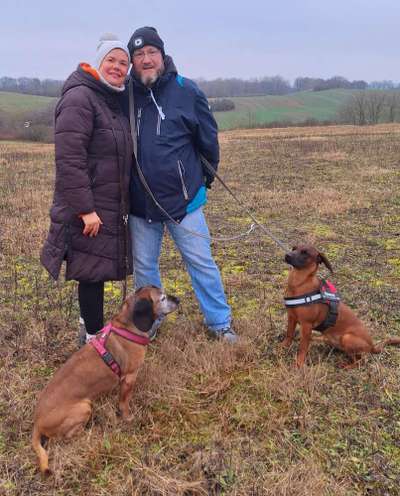 Hundetreffen-Bayrische Gebirgsschweißhunde Treffen in Dresden-Bild