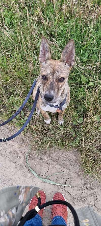 Welpe kontrolliert Katzen-Beitrag-Bild