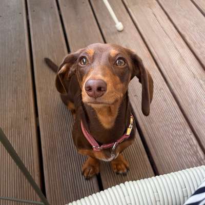 Hundetreffen-Hundefreund/in zum Spazieren & Spielen 🐾-Bild