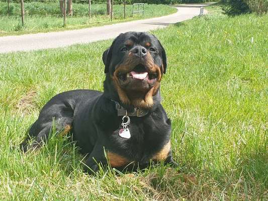 Die Dogorama Kalender Challenge Titelbild-Beitrag-Bild