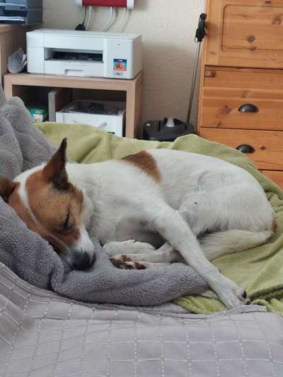 Nicht ganz alltägliche Hundenamen.
Wie kreativ wart ihr?-Beitrag-Bild