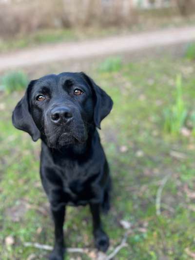 Hundetreffen-Kontrollierter Sozialkontakt-Bild