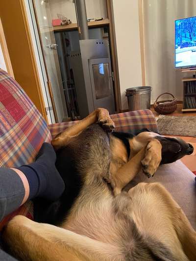 Dogorama Photo Challenge - Zeigt her eure Bäuche-Beitrag-Bild