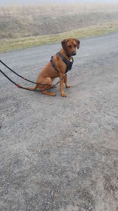 Hundetreffen-Rhodesian Ridgeback Treffen-Bild