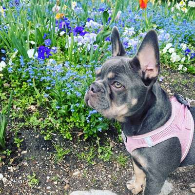 Die Dogorama Kalender Challenge 4/4-Beitrag-Bild