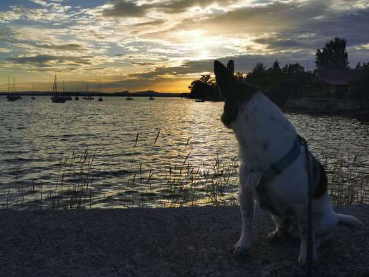 Die Dogorama Kalender Challenge 4/4-Beitrag-Bild